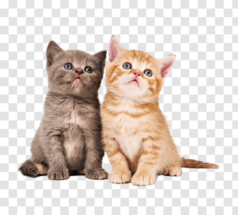 Kitten Siamese Cat Munchkin Desktop Wallpaper Savannah - Piel De Gato Transparent PNG