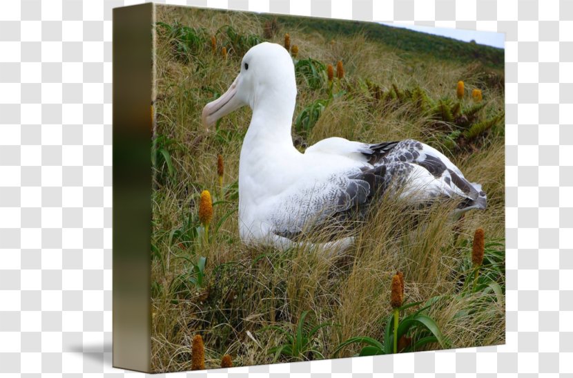 Bird Duck Beak Albatross Laysan Transparent PNG