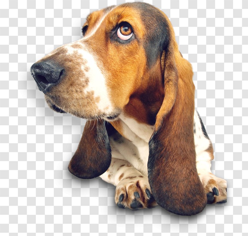 Basset Hound The Intelligence Of Dogs Smells Like Dog Puppy St. Bernard - Mammal Transparent PNG