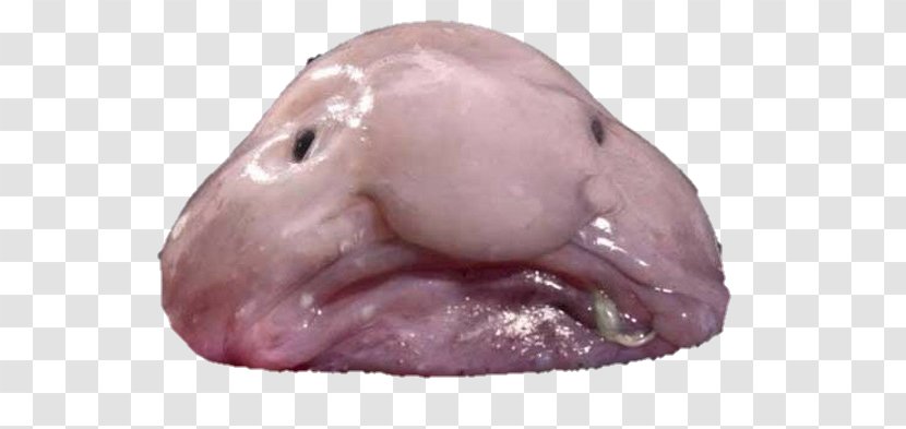 Blobfish Animal Deep Sea Creature Fish - Ocean - Cartoon Transparent PNG