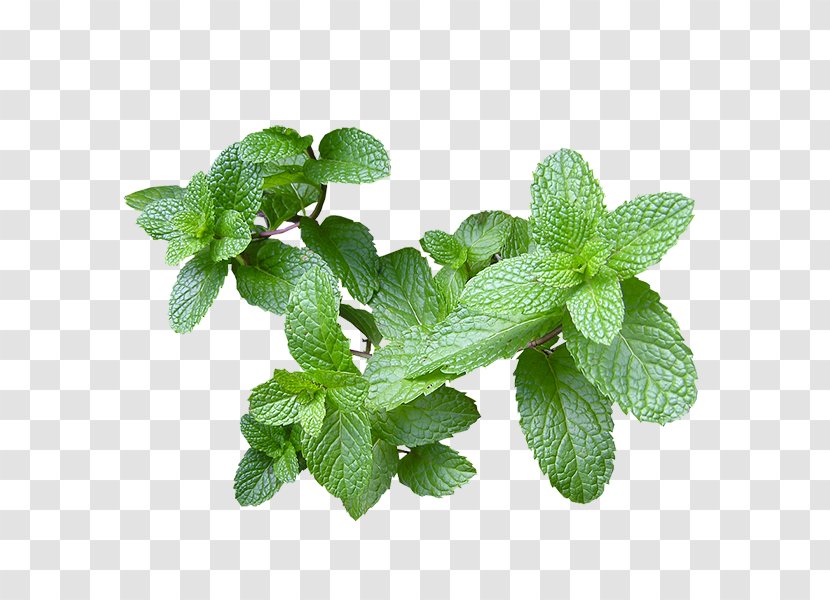 Dog Remedio Fines Herbes Herbaceous Plant Vomiting - Peppermint Transparent PNG