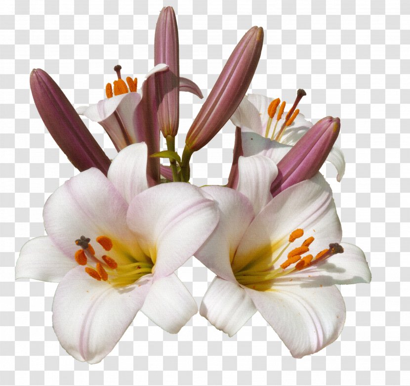 Flower Blume Color - Child - Burgundy Flowers Transparent PNG