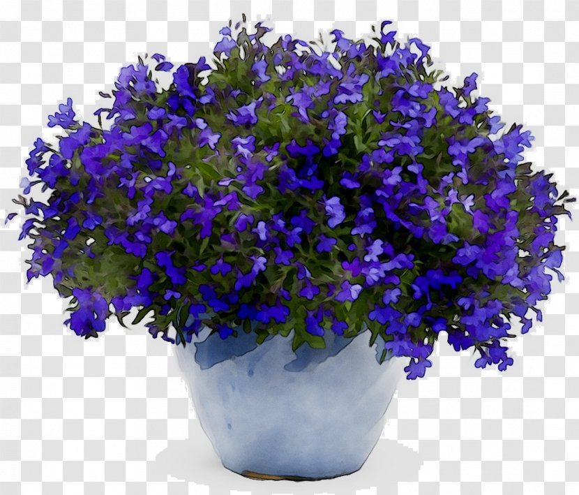 Proven Winners Seed Garden Lacy Phacelia Plants - Violet - Purple Transparent PNG