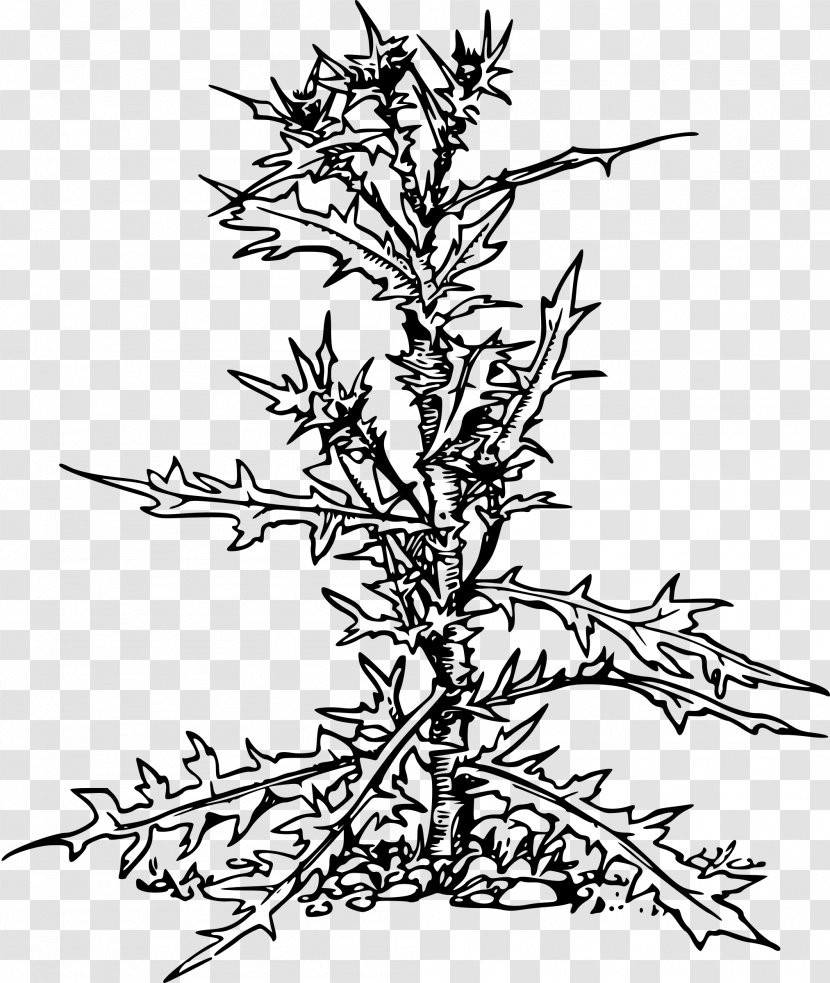 Thistle Clip Art - Plant - Line Transparent PNG