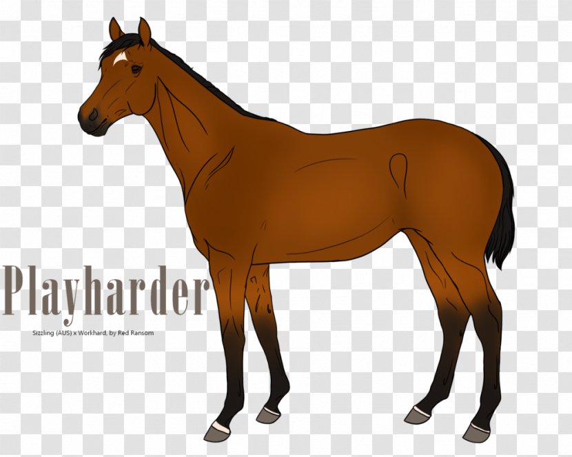 Mustang Thoroughbred Stallion Foal Mare - Pony Transparent PNG