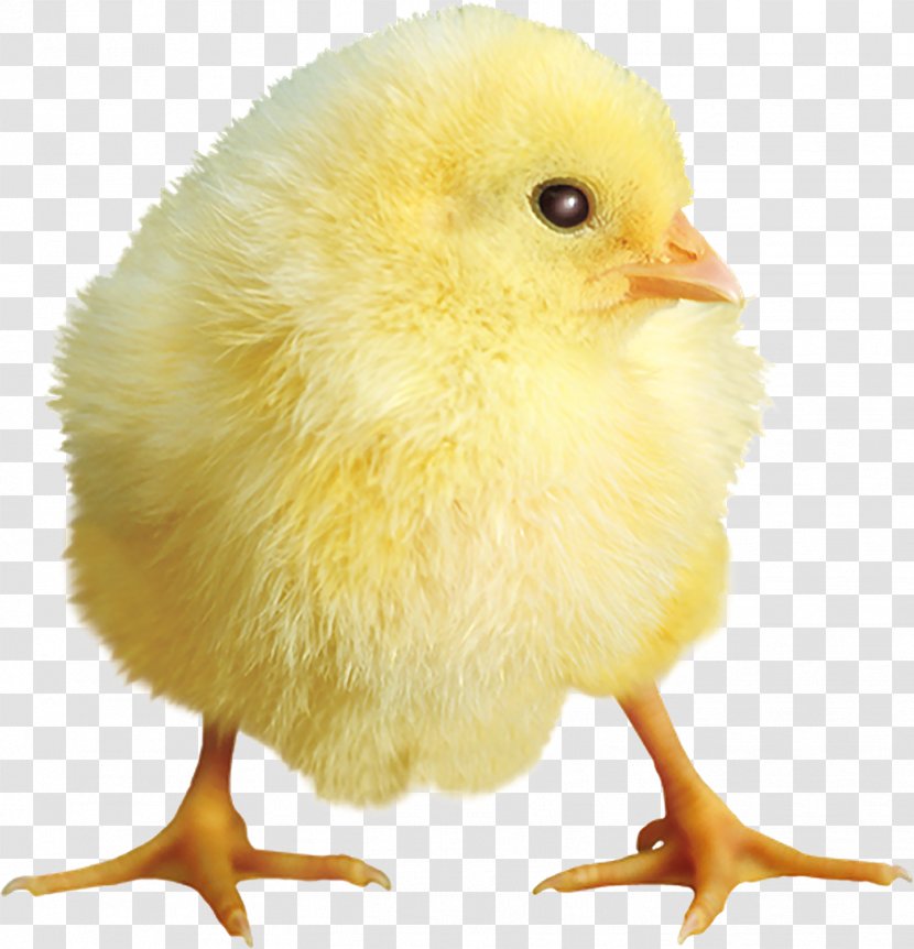 Chicken Yellow - Document - Chick Transparent PNG