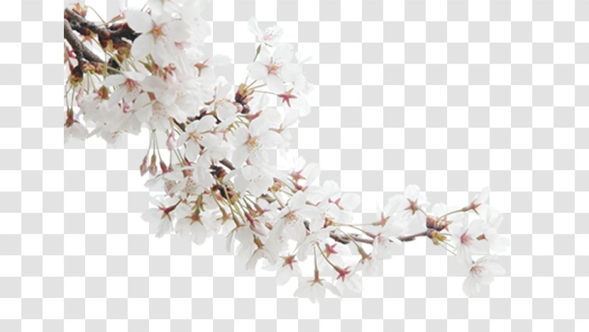 Blossom Publicity - Plant - White Peach Transparent PNG