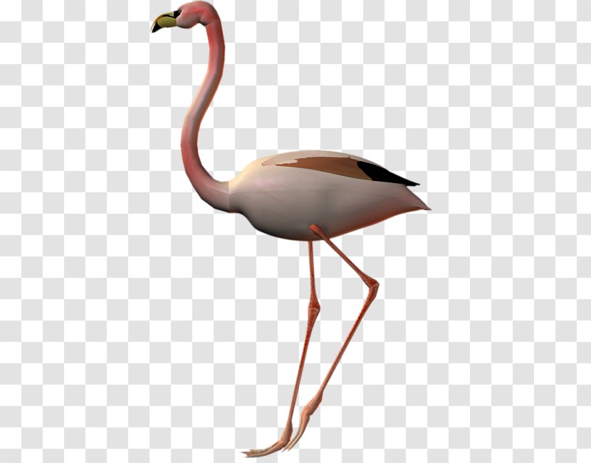 Flamingos Bird Clip Art - Crane Like Transparent PNG