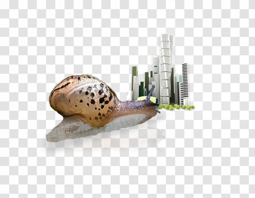 Samsan-ro Share Investment Company 0 - Snails Transparent PNG