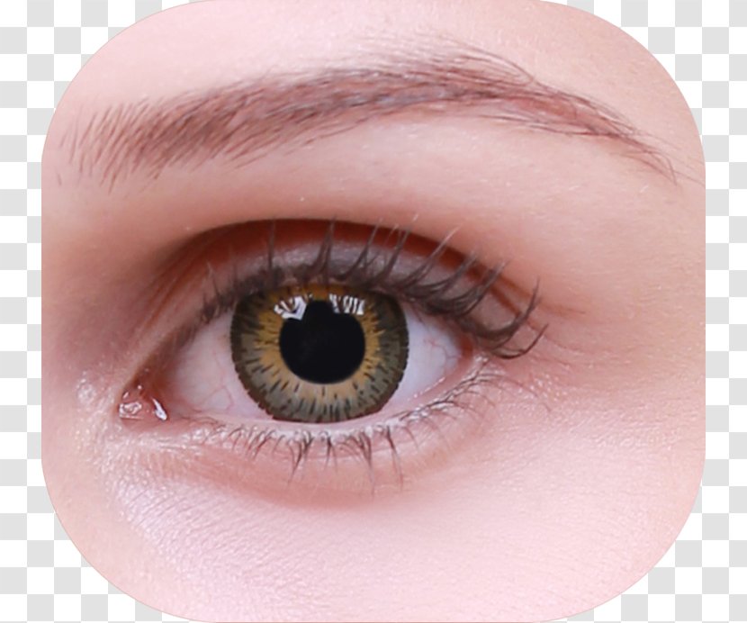 Iris Contact Lenses Eyelash Extensions Brown - Watercolor - HAZEL Transparent PNG