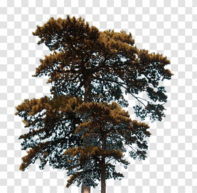 Tree Euclidean Vector Plant - Pine Family - Trees And Plants Transparent PNG