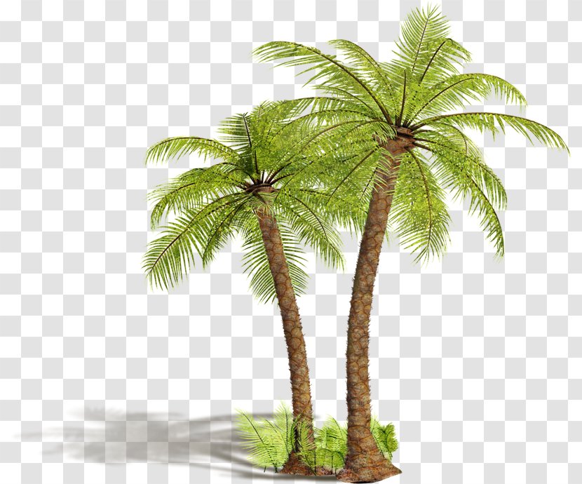 Tube - Tree - Coconut Transparent PNG