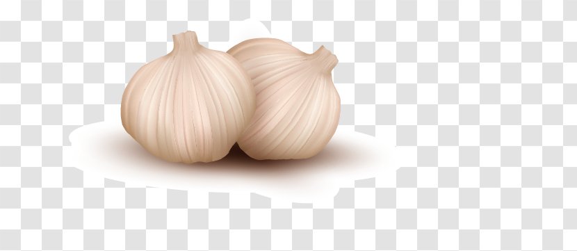 Garlic Onion Vegetable Illustration - Line Art Transparent PNG