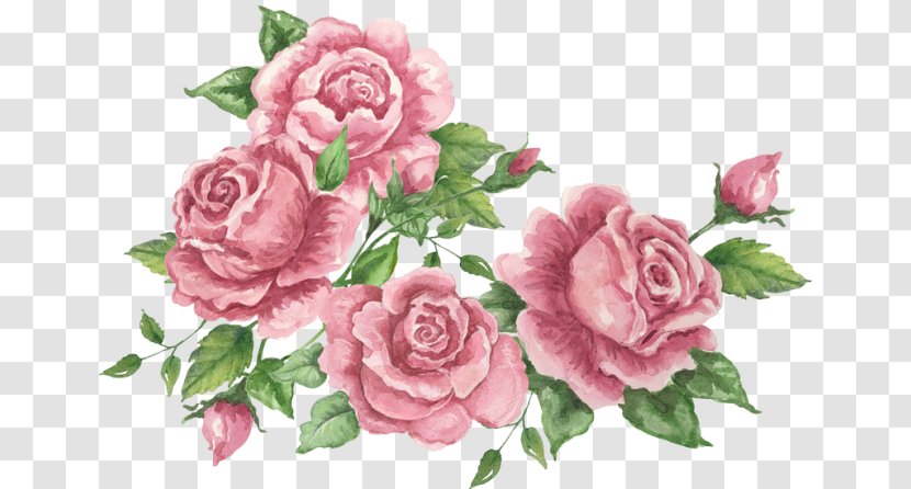 Garden Roses Cabbage Rose Flower Floral Design - Arranging Transparent PNG