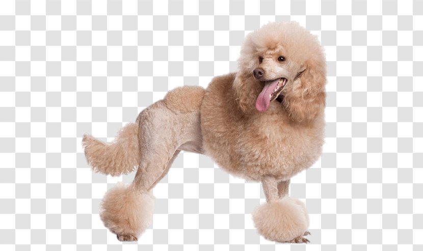Toy Poodle Standard Miniature Dog Grooming - Breed - Hair Transparent PNG