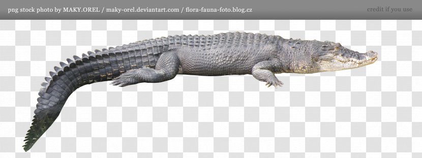 Crocodile Alligator Clip Art - Crocodilia Transparent PNG