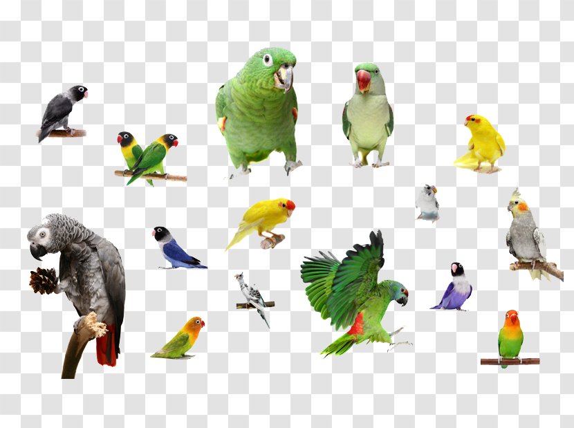 Bird Parrots Macaw - Redwhiskered Bulbul - Flying Transparent PNG