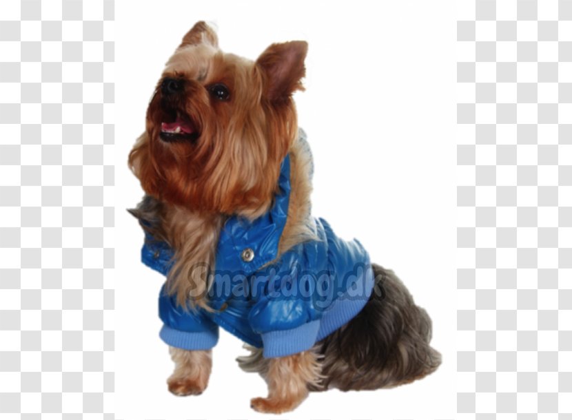 Yorkshire Terrier Australian Silky Companion Dog Breed - Clothing - Alaska Transparent PNG