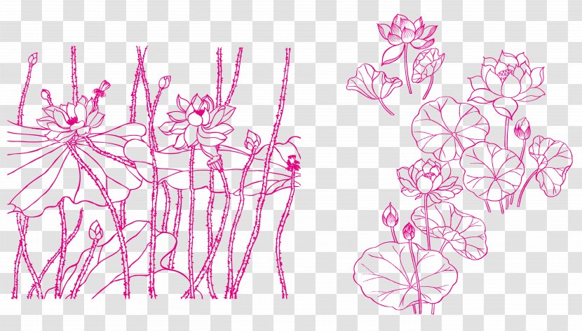 Nelumbo Nucifera Drawing Line Art Royalty-free - Visual Arts - Fresh Pink Lotus Transparent PNG