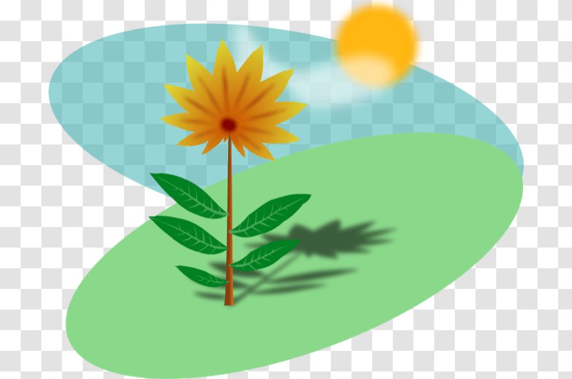 Plant Clip Art - Daisy Transparent PNG