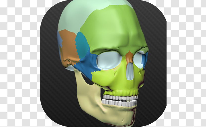 Skull Jaw - Head Transparent PNG