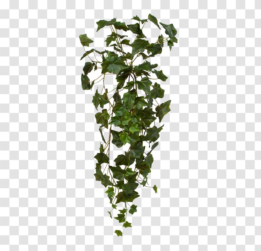 Common Ivy Plant Hanging Basket Vine - Shrub - Bush Transparent PNG