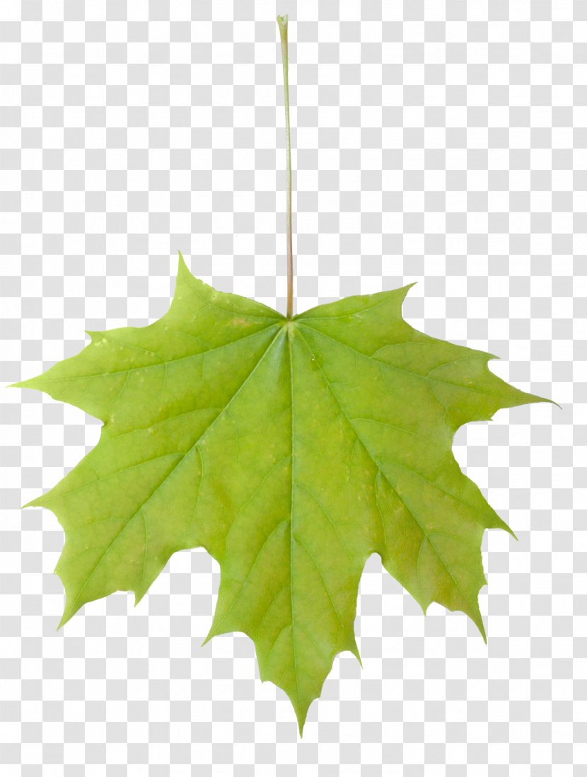 Sugar Maple Leaf Acer Macrophyllum Tree - Leafs Transparent PNG