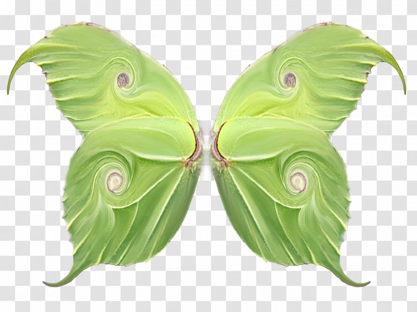 Butterfly Wing .de .net - De - Wings Transparent PNG