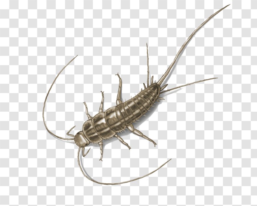 Silverfish Insect Pest Control House Centipede - Black Garden Ant Transparent PNG