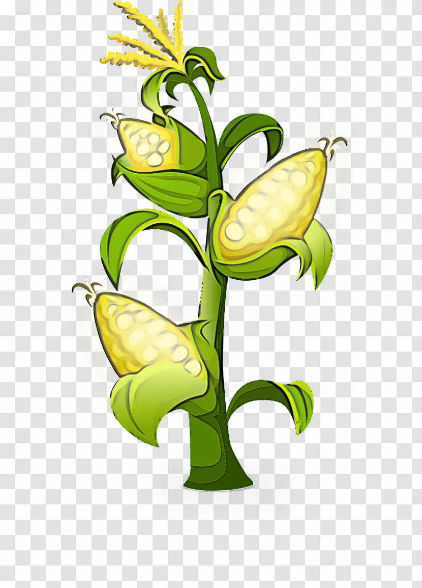 Flower Plant Yellow Plant Stem Nepenthes Transparent PNG