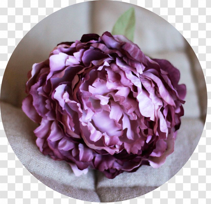 Cabbage Rose Cut Flowers Petal Peony - Flower Transparent PNG