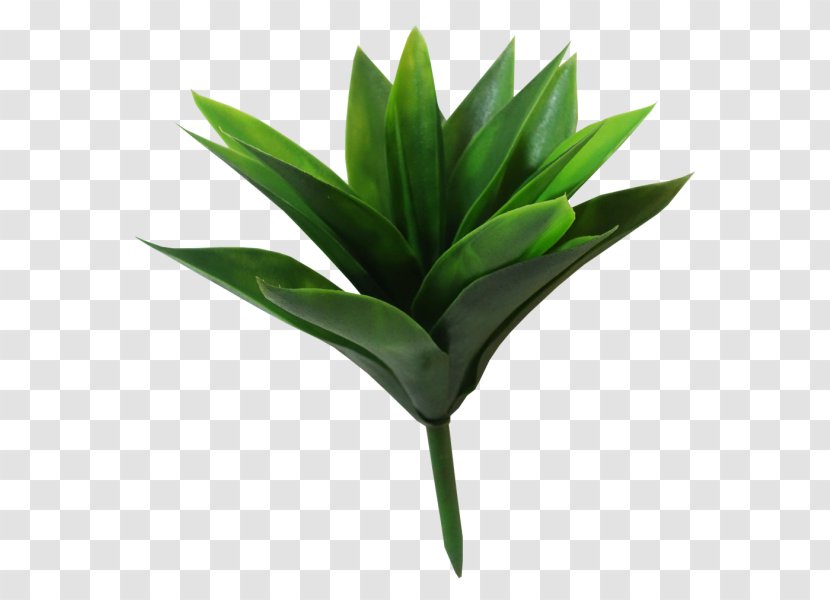 Leaf Plant Stem Flowerpot Agave INAV DBX MSCI AC WORLD SF Transparent PNG