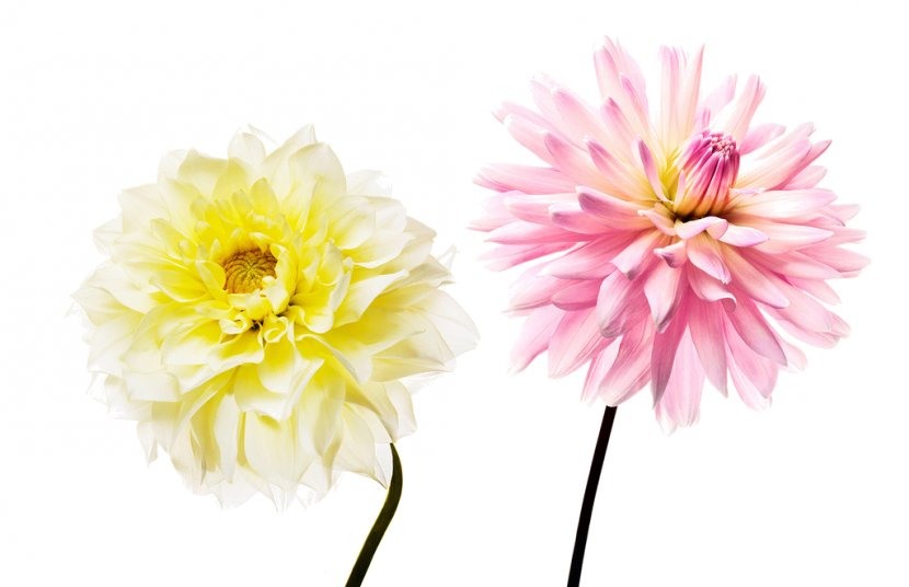 Cut Flowers Dahlia Floristry Plants - Chrysanths - Flower Transparent PNG
