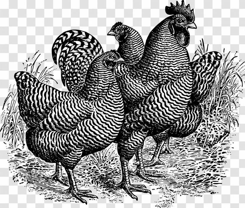 Plymouth Rock Chicken Rooster Clip Art - Fauna - Feather Transparent PNG