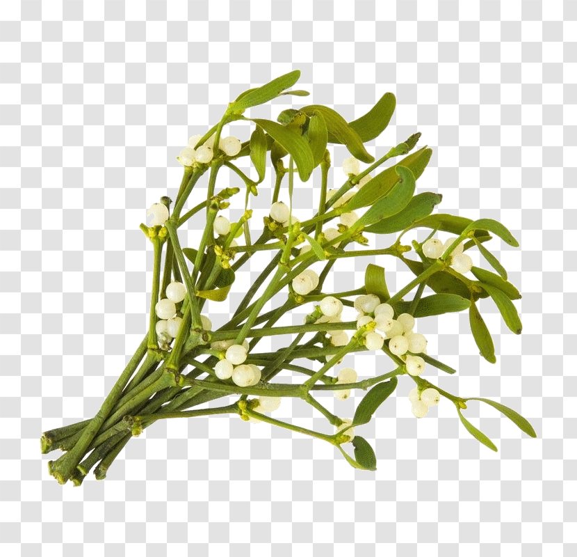 Viscum Album Christmas Mistletoe Parasitic Plant - Common Sage Transparent PNG