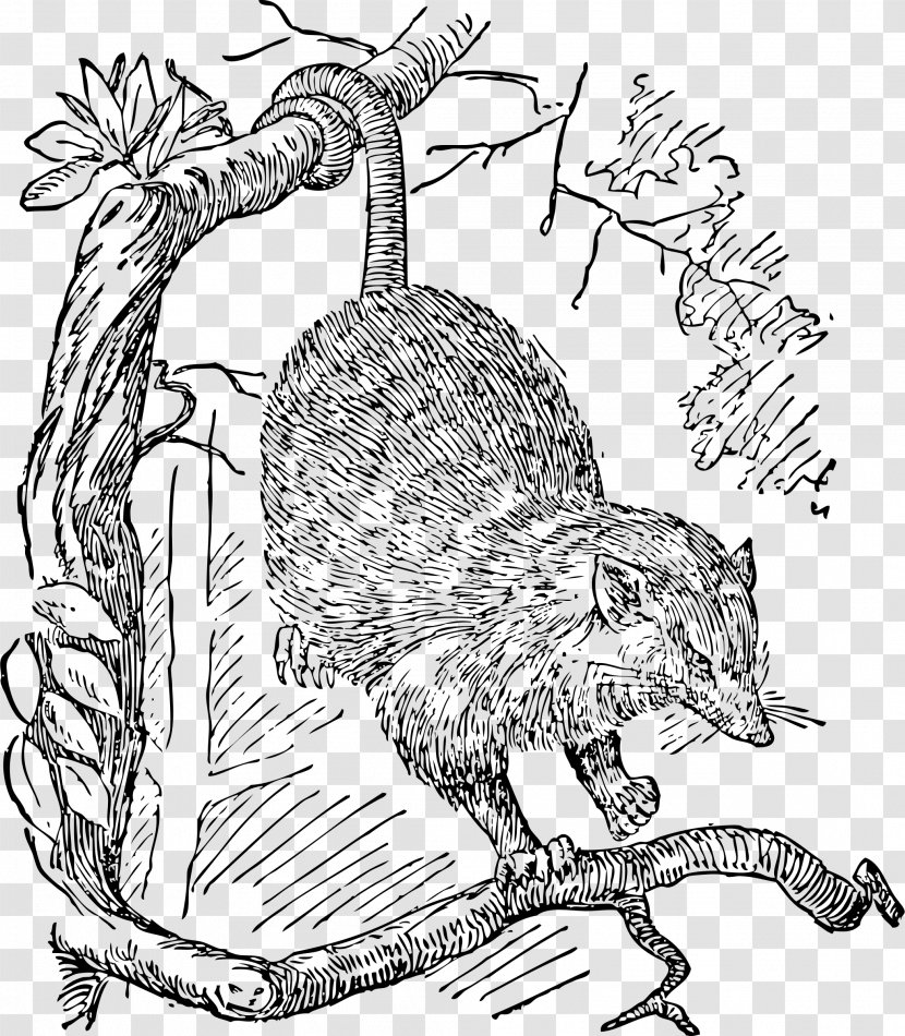 Opossum Phalangeriformes Drawing Clip Art - Tree - Beaver Transparent PNG