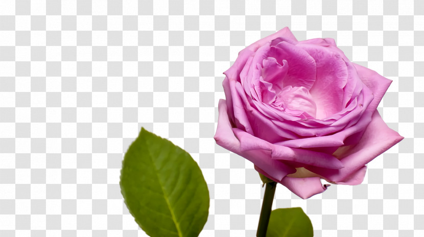 Garden Roses Transparent PNG