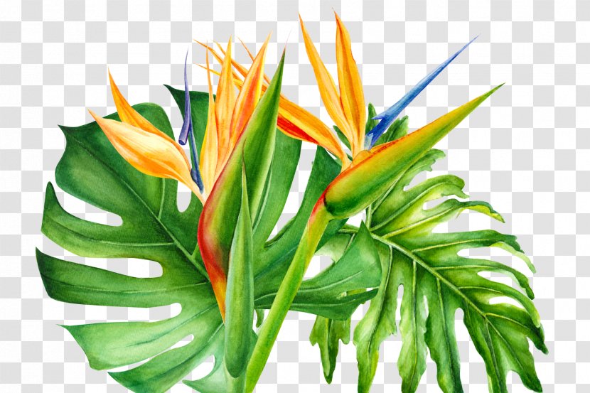 Bird Of Paradise - Plant Stem - Heliconia Houseplant Transparent PNG