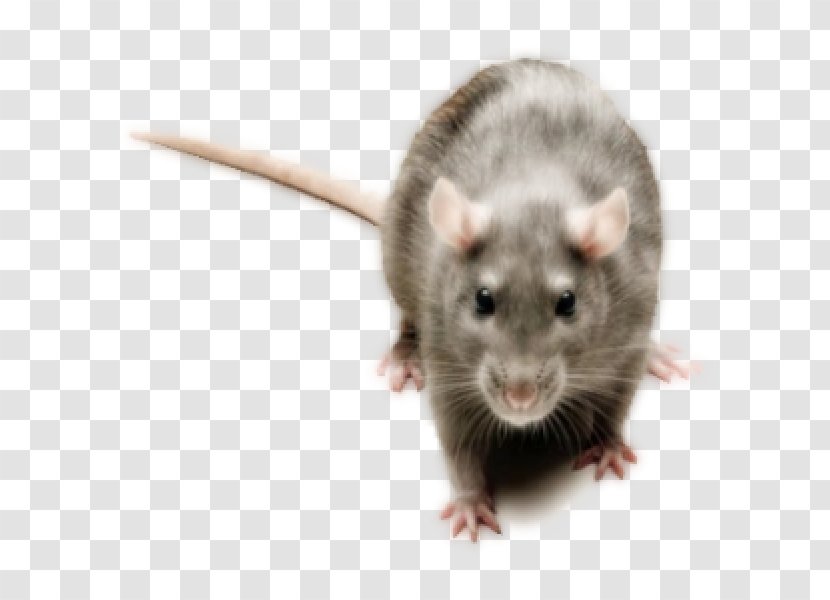 Brown Rat Mouse Rodent Pest Control - Whiskers Transparent PNG