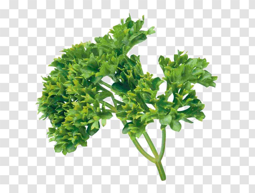 Parsley Coriander Clip Art - Tiff - Leaf Vegetable Transparent PNG