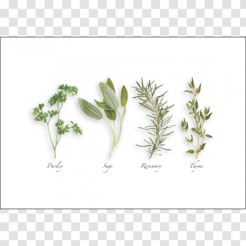 Parsley, Sage, Rosemary And Thyme Paper Herb Envelope Recycling - Parsley Transparent PNG