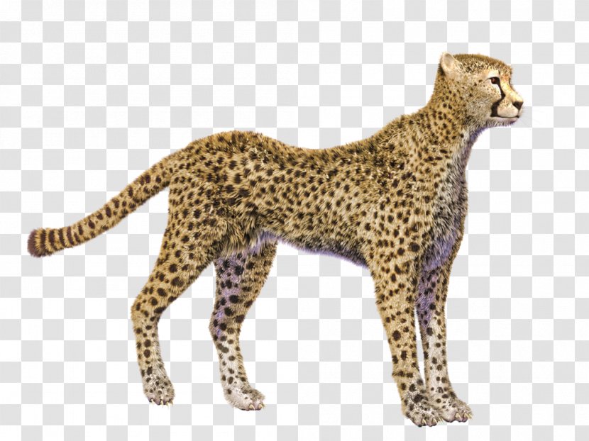 Cheetah Display Resolution Clip Art - Mammal Transparent PNG