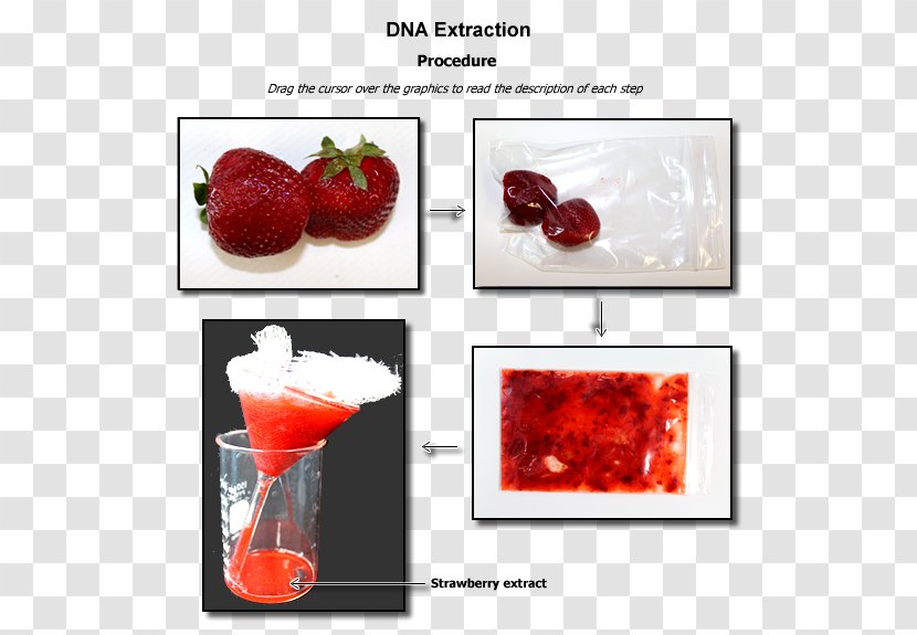 Strawberry DNA Extraction Laboratory Biology - Strawberries Transparent PNG