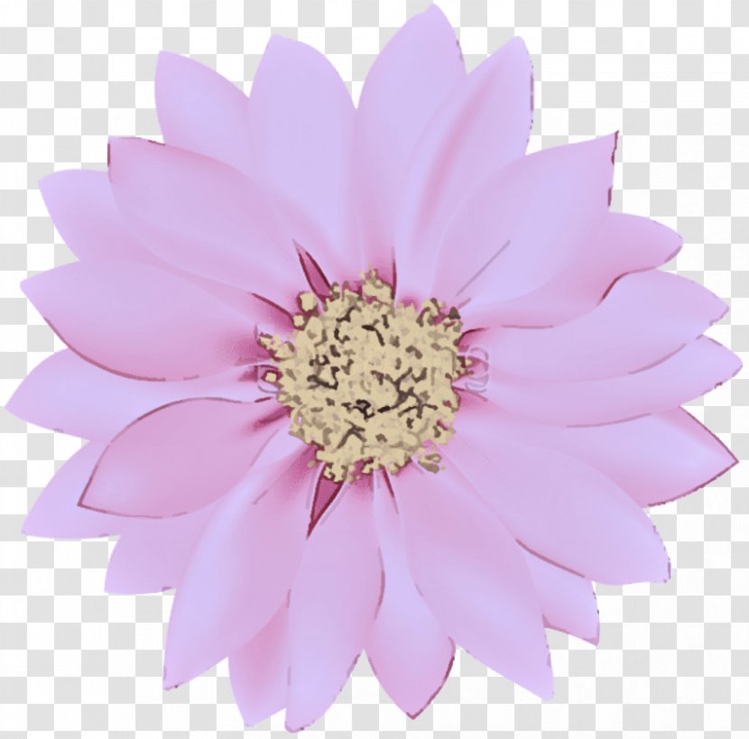 Pink Petal Flower Gerbera Plant - Aster Daisy Family Transparent PNG