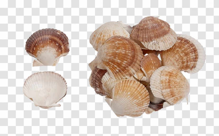 Clam Seashell Conchology Molluscs Oyster - Abalone Transparent PNG