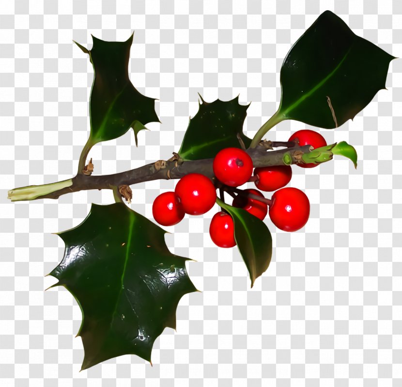 Christmas Holly Ilex - Fruit - Tree Transparent PNG