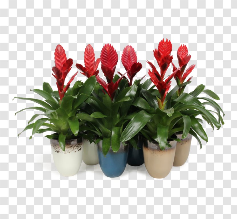 Flowers Background - Houseplant - Red Ginger Bromelia Transparent PNG