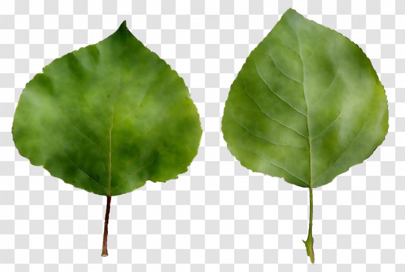 Leaf Blechum Pyramidatum Plant Stem Plants Root - Inflorescence - Common Ivy Transparent PNG
