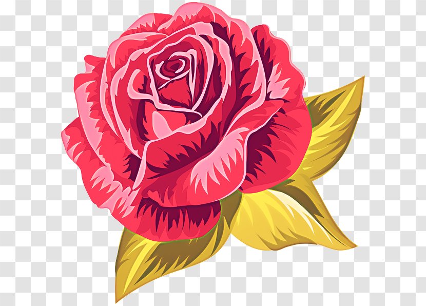 Garden Roses - Hybrid Tea Rose - Family Cut Flowers Transparent PNG