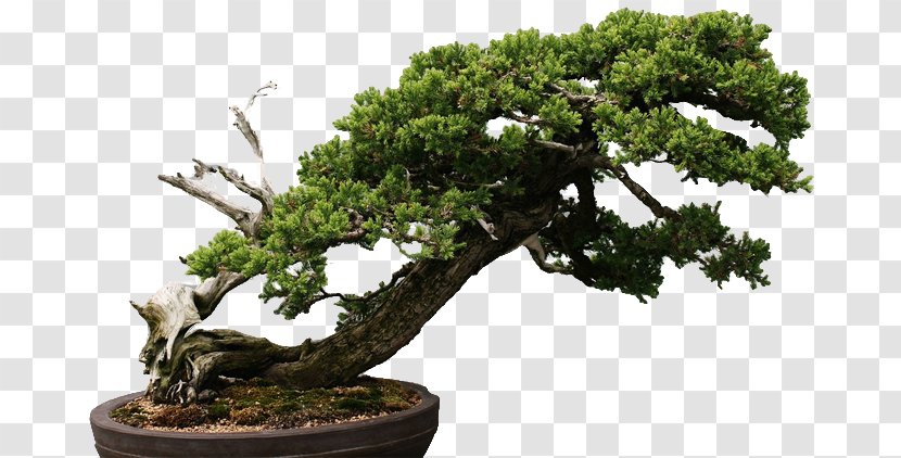Chinese Sweet Plum Tree Sageretia - New England Bonsai Gardens Transparent PNG